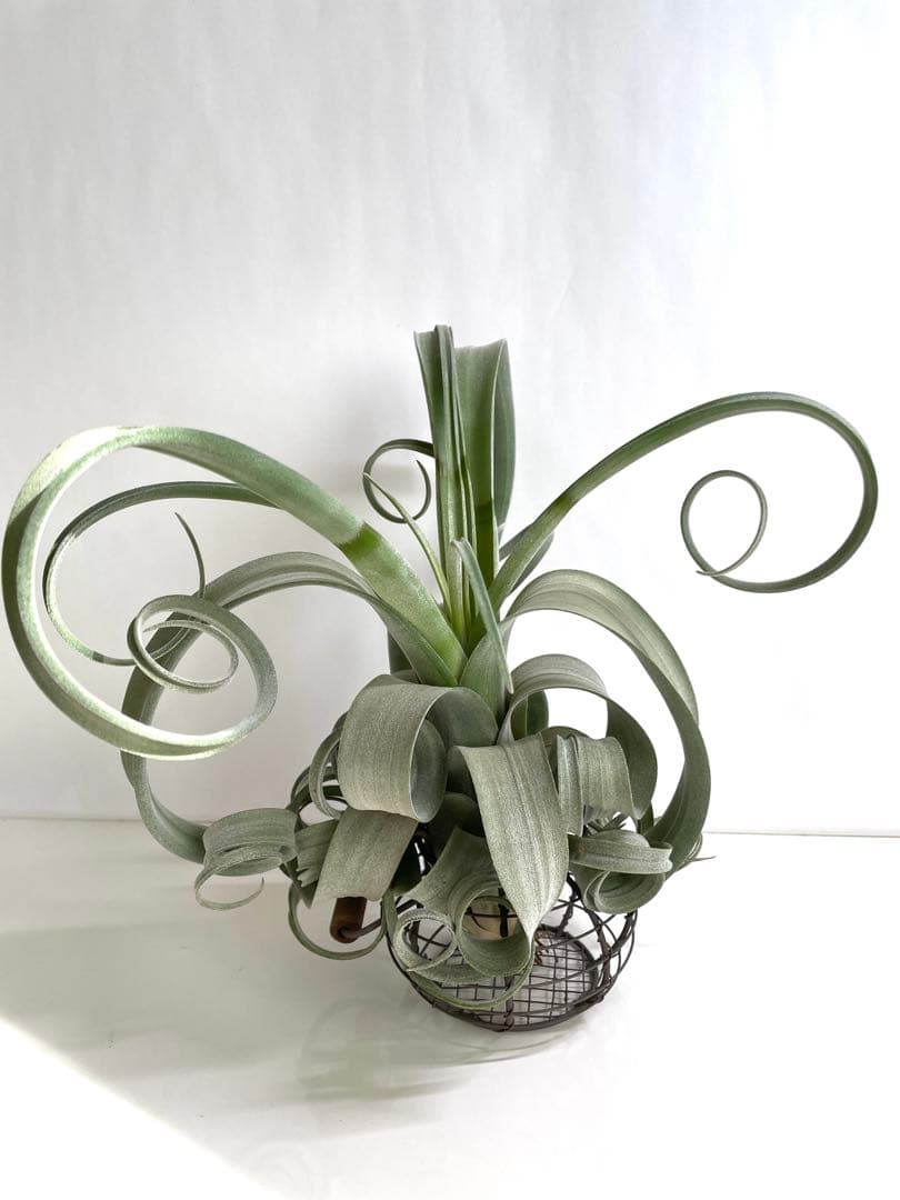 チランジア　カーリースリム　大きめ　希少　エアプランツ 観葉植物：チランジア エアープランツ カーリースリム R*エアプランツ