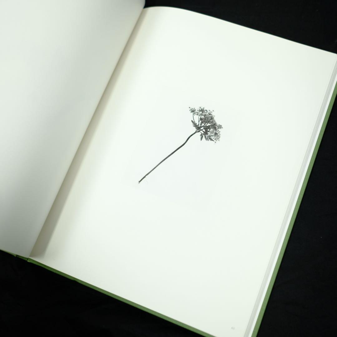 terri weifenbach the may sun 写真集　初版