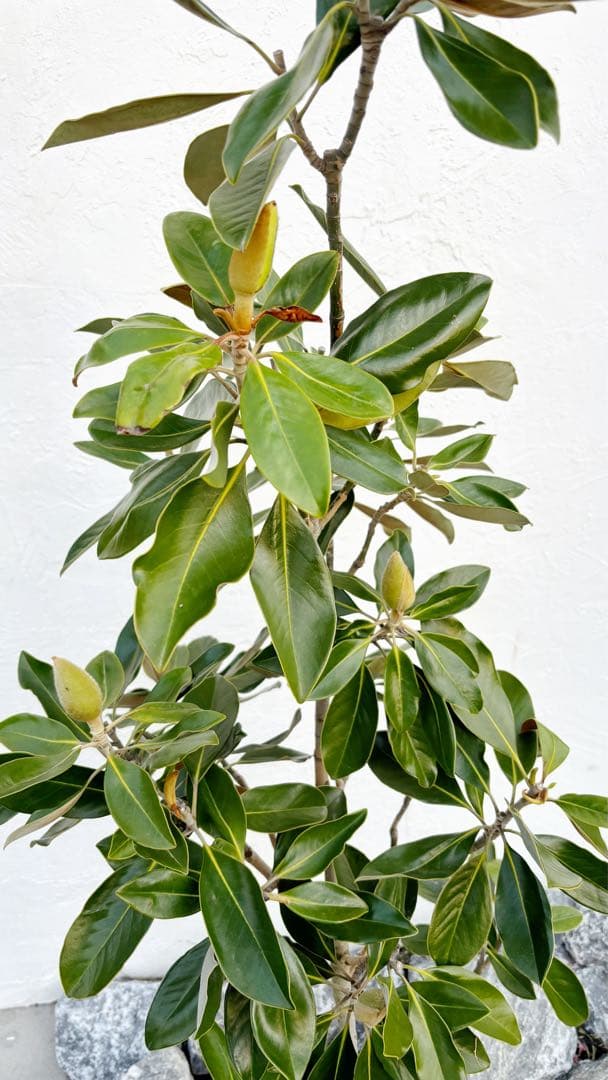 リトルジェム 1.4M(鉢底から) - メルカリ