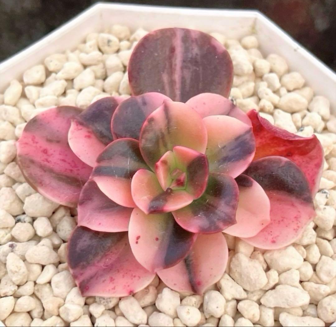 多肉植物　メラコ錦　未発根 メラコの育て方｜ロゼット状の葉をもつ多肉植物！季節で変わる水やりと