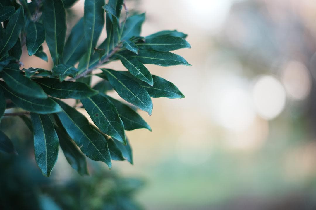 整備＆テスト済】ミノルタ MC-ROKKOR PF 85mm F1.7 713 - メルカリ