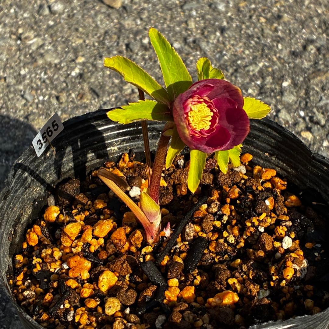 ヘ*6様 3565☘️蕾花付き☘️極上☘️⭐️小輪⭐️ ハートSD⭐️オーレア⭐