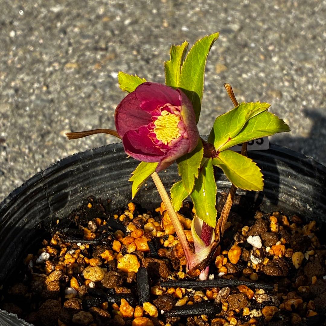 ヘ*6様 3565☘️蕾花付き☘️極上☘️⭐️小輪⭐️ ハートSD⭐️オーレア⭐