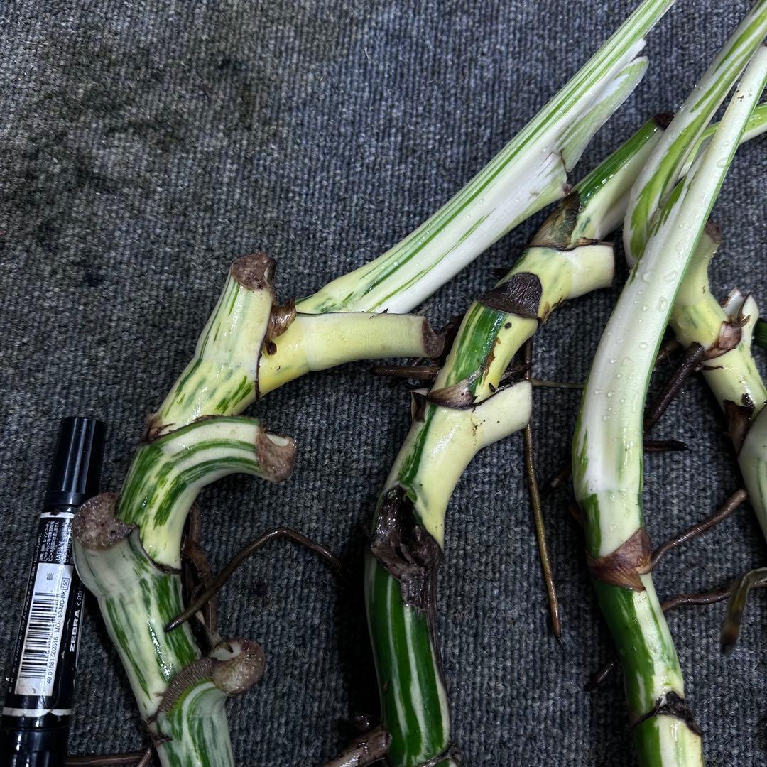 斑入りモンステラホワイトタイガー茎4株おまとめ - メルカリ