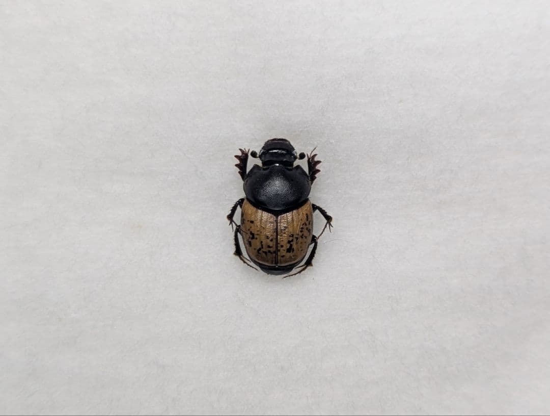 チャバネエンマコガネ 幻か？チャバネエンマコガネ : むしむしブログ