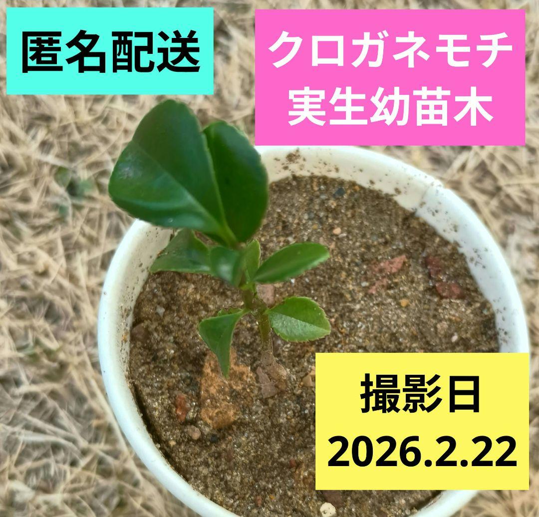 クロガネモチの実生幼苗木 1本 写真撮影日：2026.2.22 - メルカリ