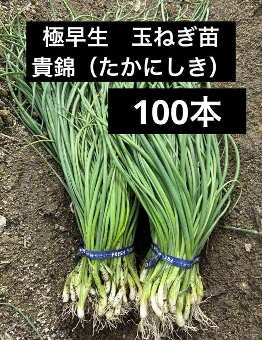 極早生】玉ねぎ苗▽貴錦100本 - メルカリ