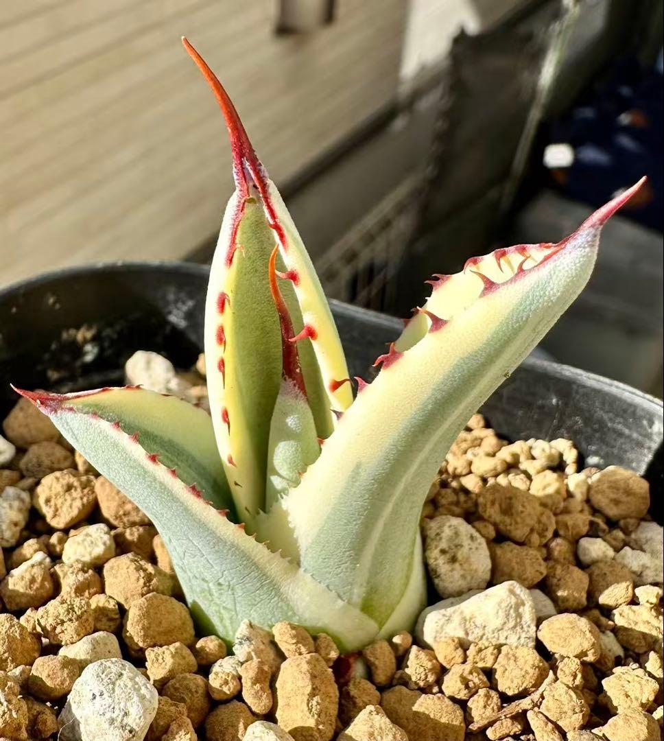 アガベ パリートランカータ オリザバ orizaba 発根済み極上斑入り美株