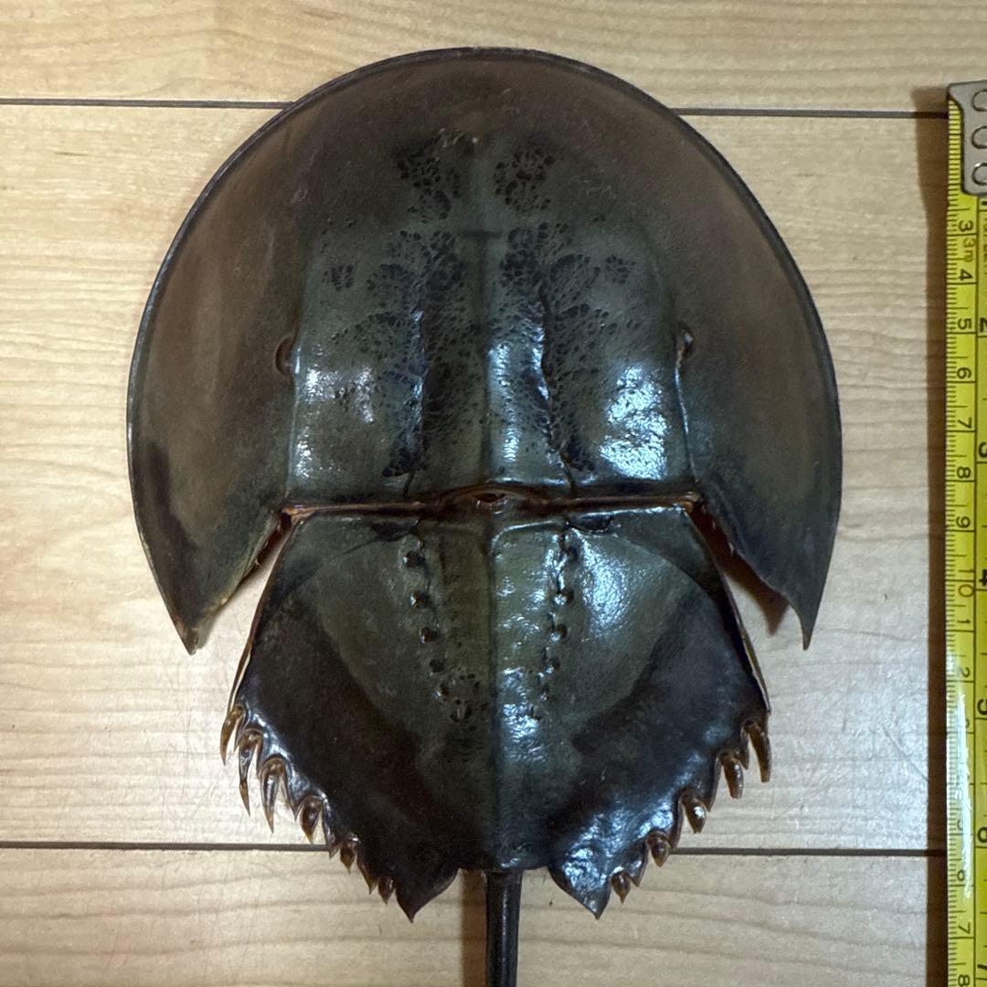 カブトガニ外骨格 保存標本 約33cm - メルカリ
