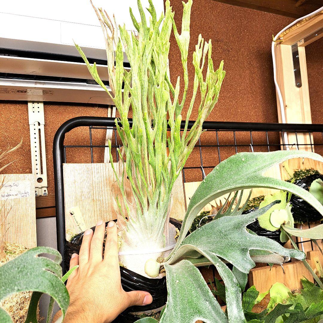 P.veitchii sp. sporeling TIP#11 株分け 成長記録(初投稿) P.veitchii high finger compact sporeling 名前に惹