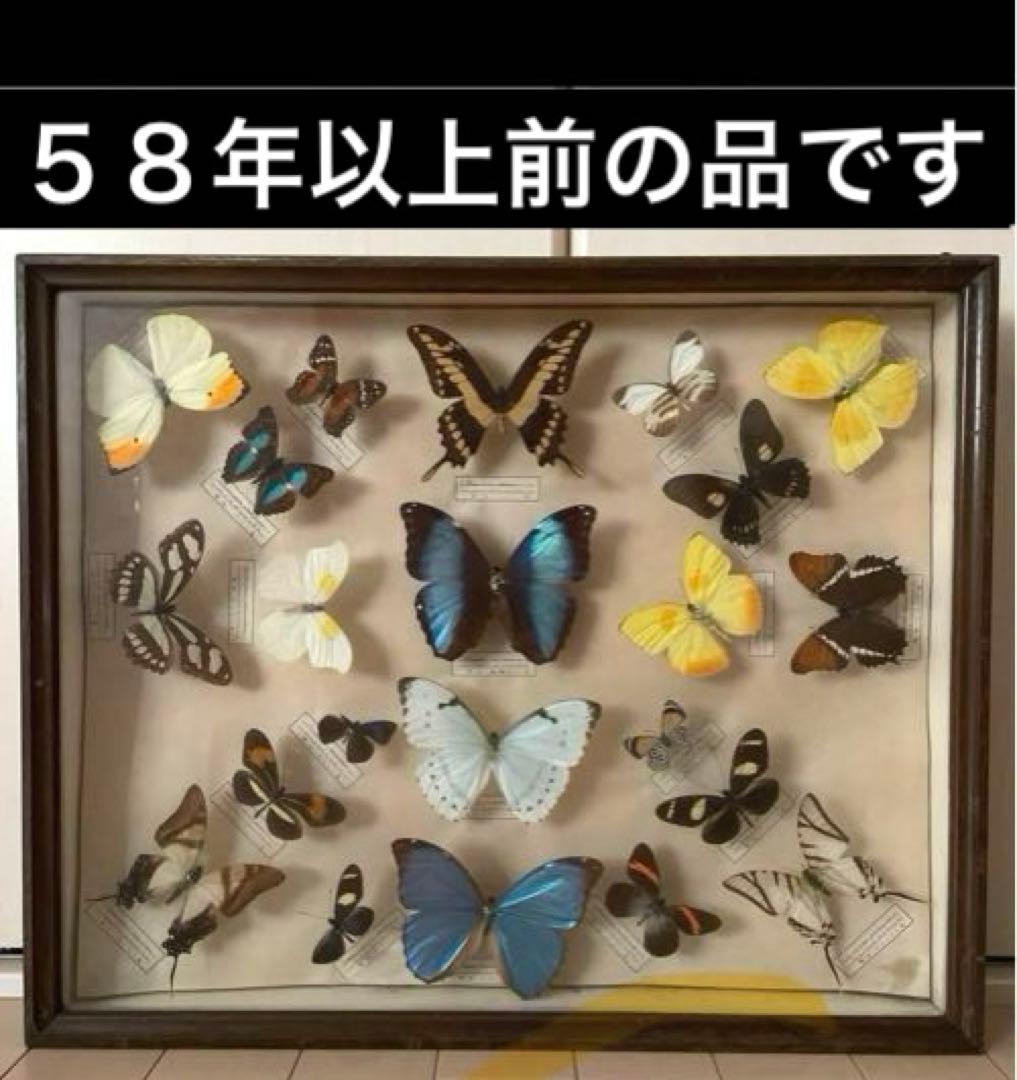アンティーク蝶標本 モルフォ蝶 他 ヴィンテージ昆虫標本 全22種類