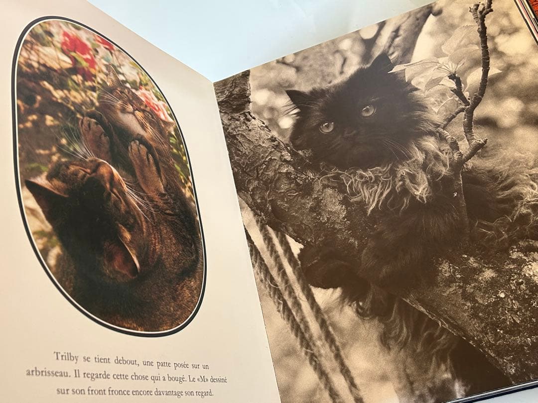 大型猫本Leonor Fini MIROIR DES CHATSレオノールフィニ - メルカリ