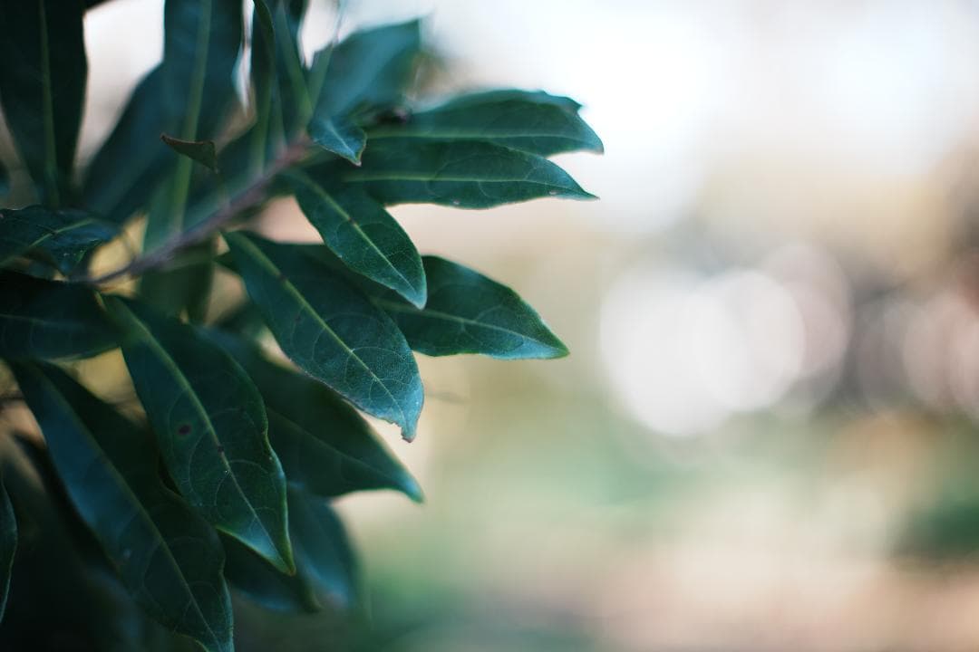 バブルボケ】動作◎ ミノルタ New MD 50mm F1.4 953 - メルカリ