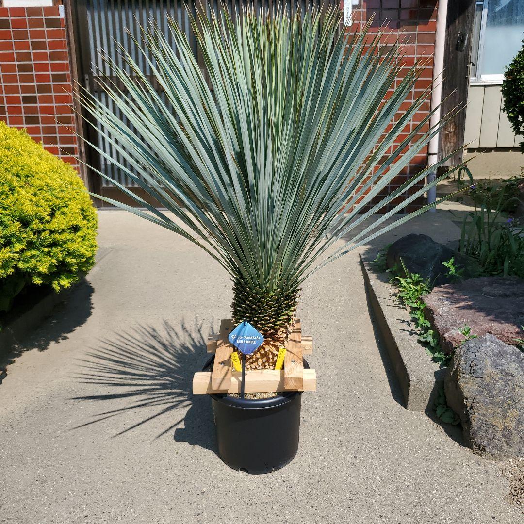 ユッカ ロストラータ ブルーサンダー① - メルカリ