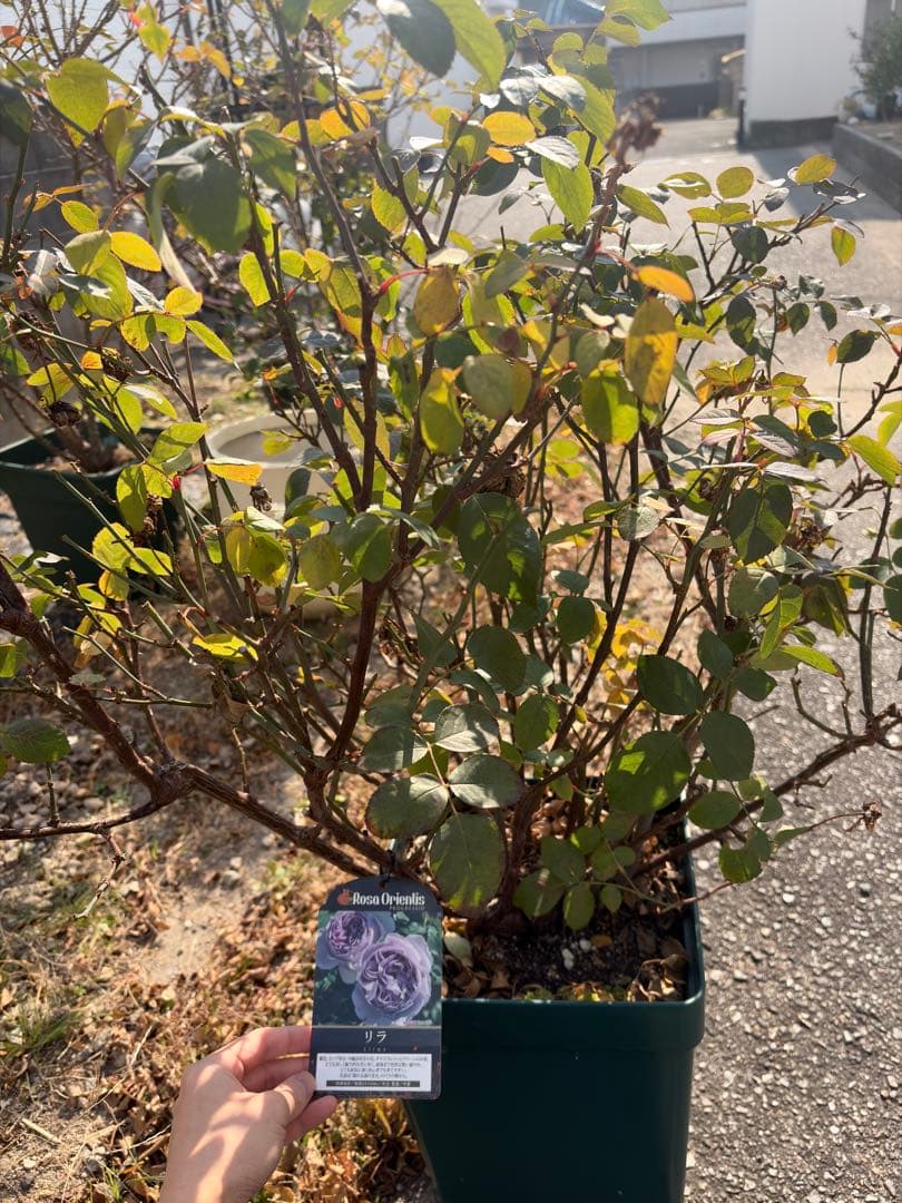 cake様用 バラ苗3 バラ苗 即納 大苗 18cmポット パウル クレー : Apple Roses - 通販