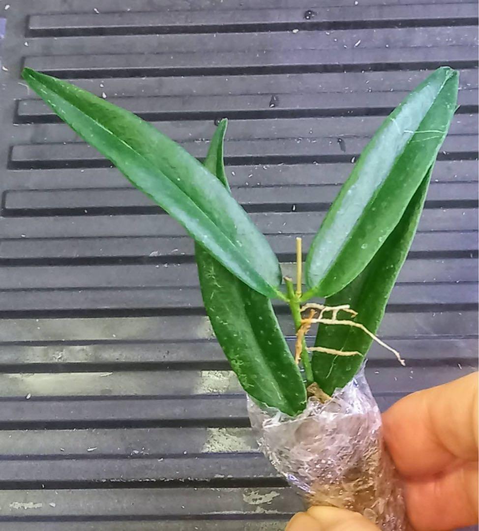 新着 新種 超レア 原種 ホヤ パラディセア サクララン 鉢花 - メルカリ