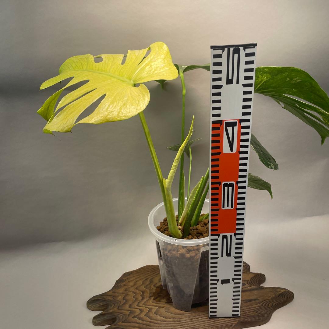 a105ホワイトモンスター 天津蘭 モンステラ斑入り - メルカリ