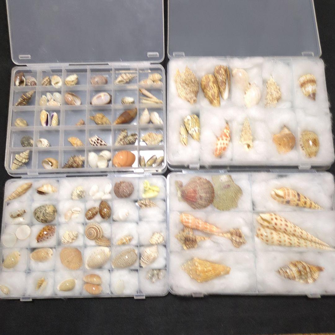 下*田様 貝殻 まとめ売り （タカラ貝等々…） 標本 - メルカリ