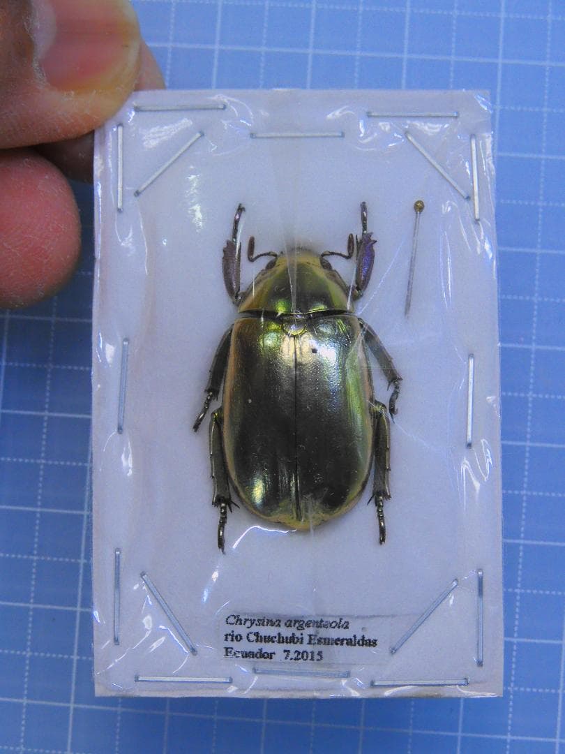 昆虫標本 レア種 大型カザリツノクワガタ 28mm