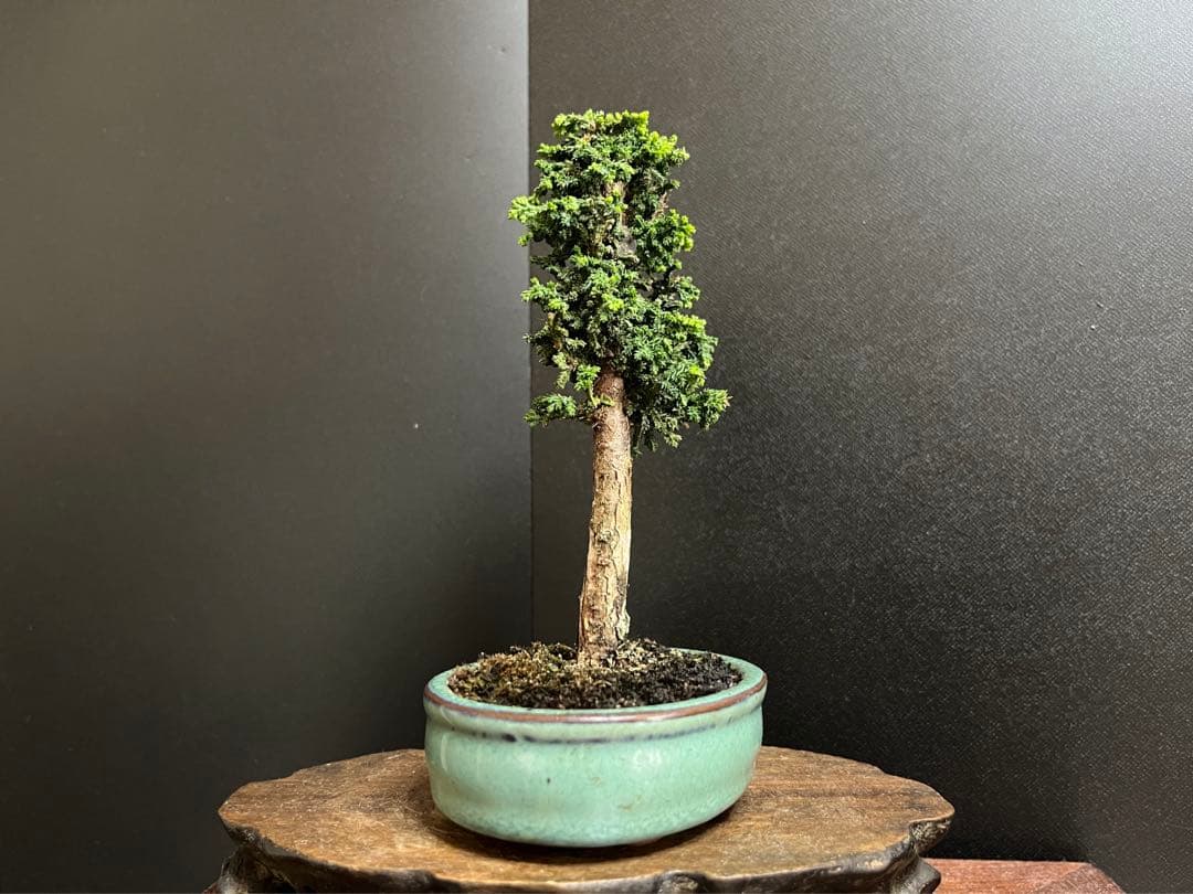 石化ヒノキ盆栽 小品盆栽 ミニ盆栽 樹高14cm (石化桧、真柏、黒松