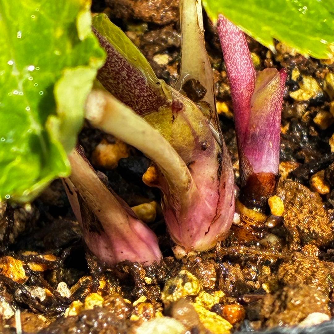 r*o様 3490☘️蕾花付き☘️極上☘️⭐️小輪⭐️ ハートSD⭐️オーレア⭐