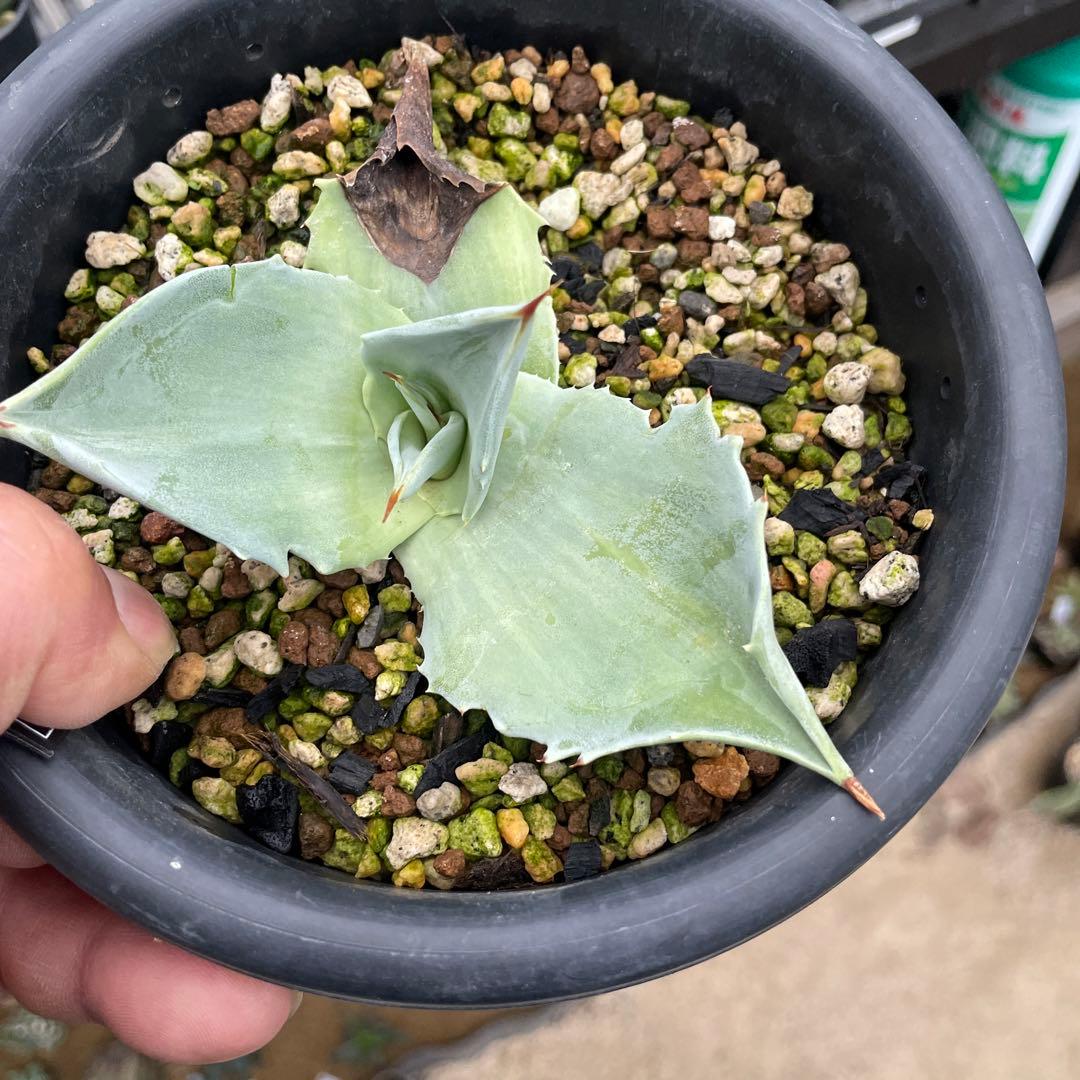 オバティフォリア縞斑 アガベ オバティフォリア フロステッド