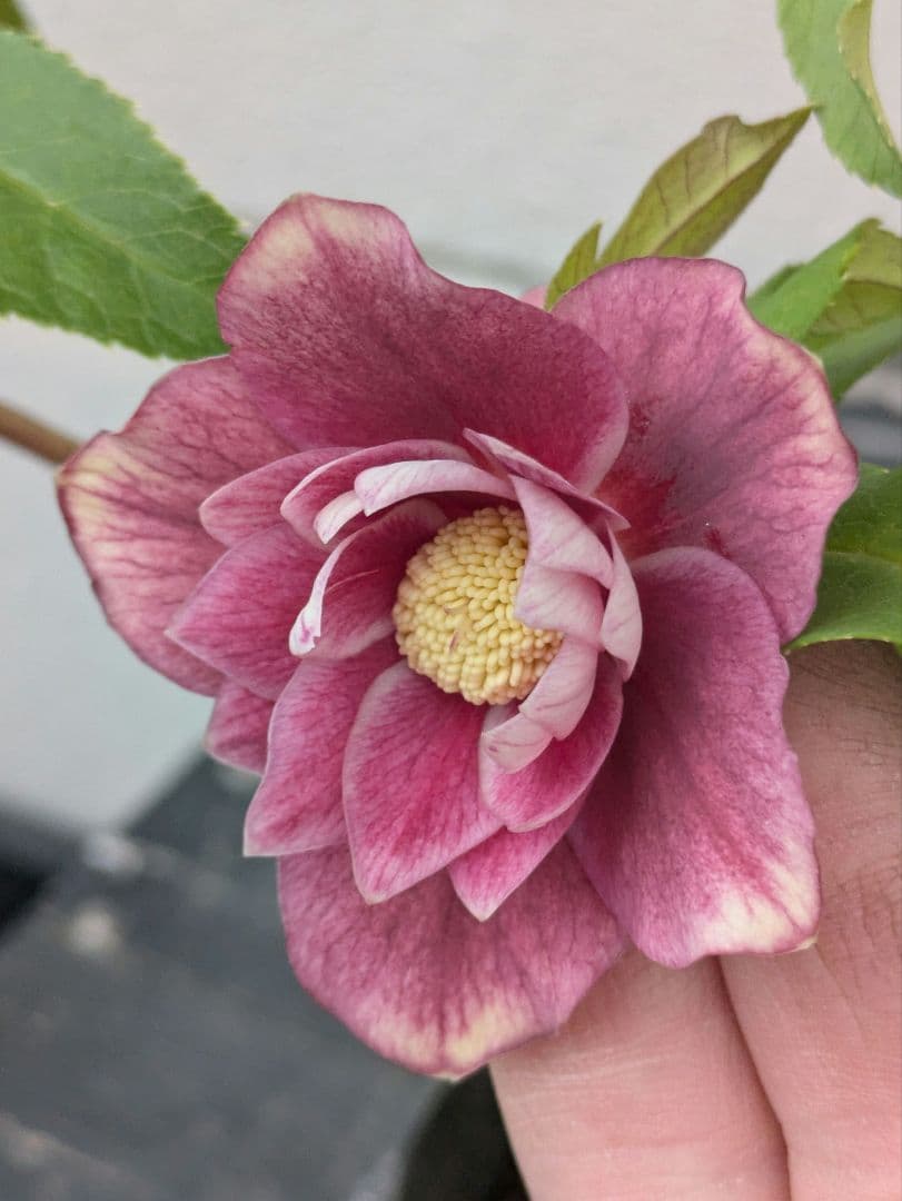 広瀬園芸 クリスマスローズ 【小輪ソレイユ系 リバーシブルdd】 helleborus レッドリバーシブル 小輪 #helleborus #クリスマスローズ