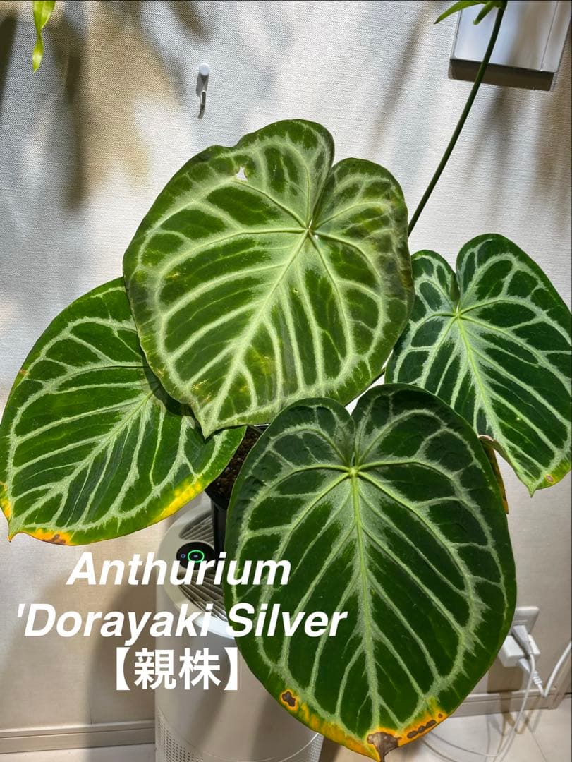 Anthurium 'Dorayaki Silver' ドラヤキシルバー 子株⑤ - メルカリ