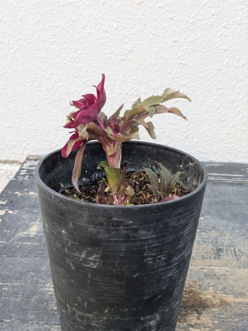 広瀬園芸 クリスマスローズ 多弁ダブル 【ベルベットレッド】 極美個体