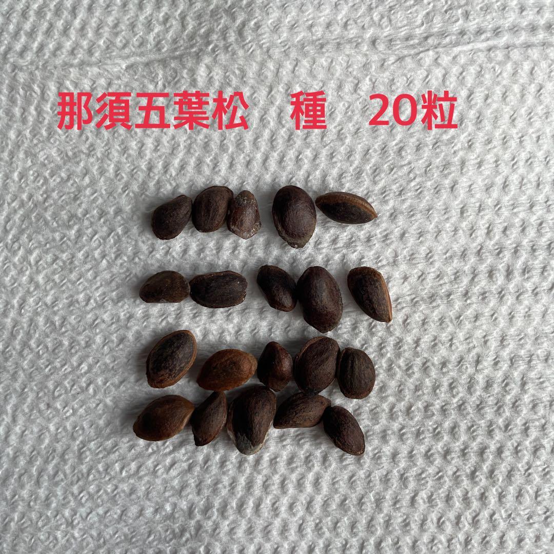 【専用】那須五葉松　種　180粒 那須五葉松 約100年 | 雨竹亭オンラインショップ