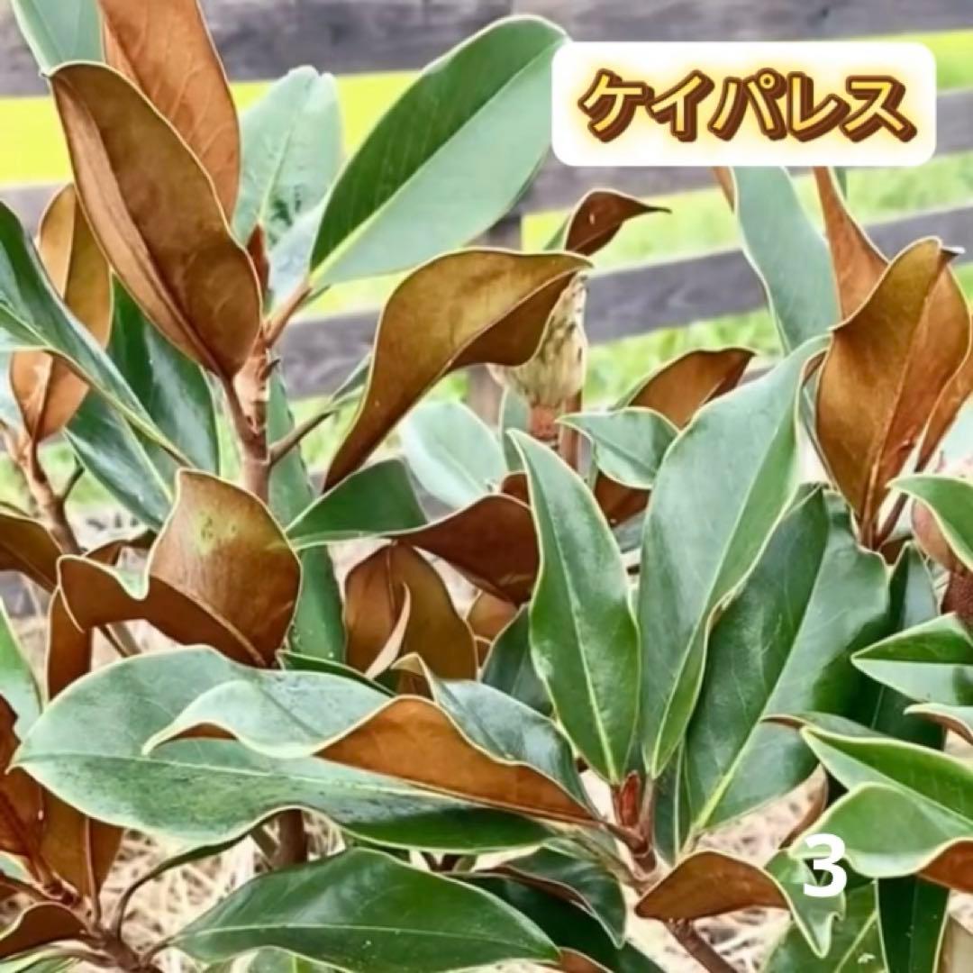 3. ケイパレス 泰山木 タイサンボク 苗 苗木 小型品種 - メルカリ