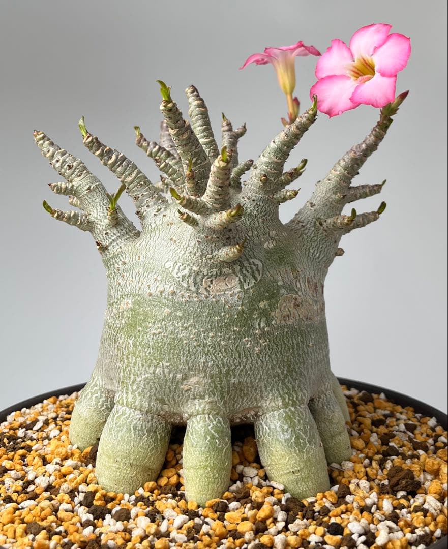 極美タコ足/超極太/塊根植物】アデニウム アラビカム ゴジ タコ足