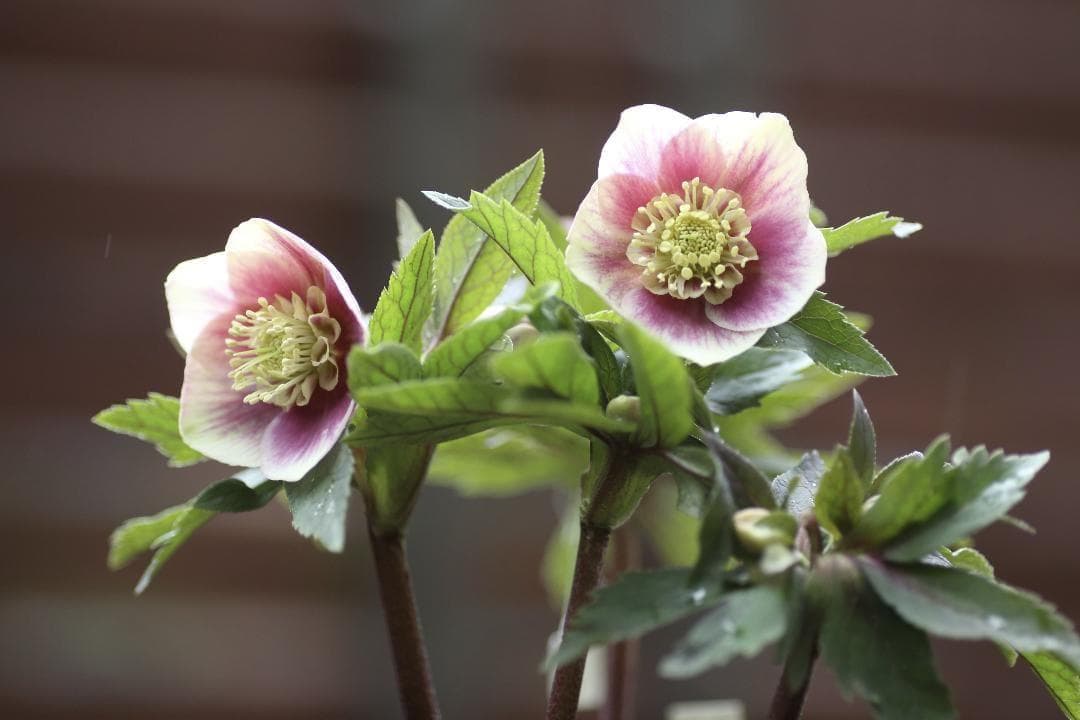 もり子「新春セール」クリスマスローズ セット もり子様専用「歳末セール」クリスマスローズ 苗 セット