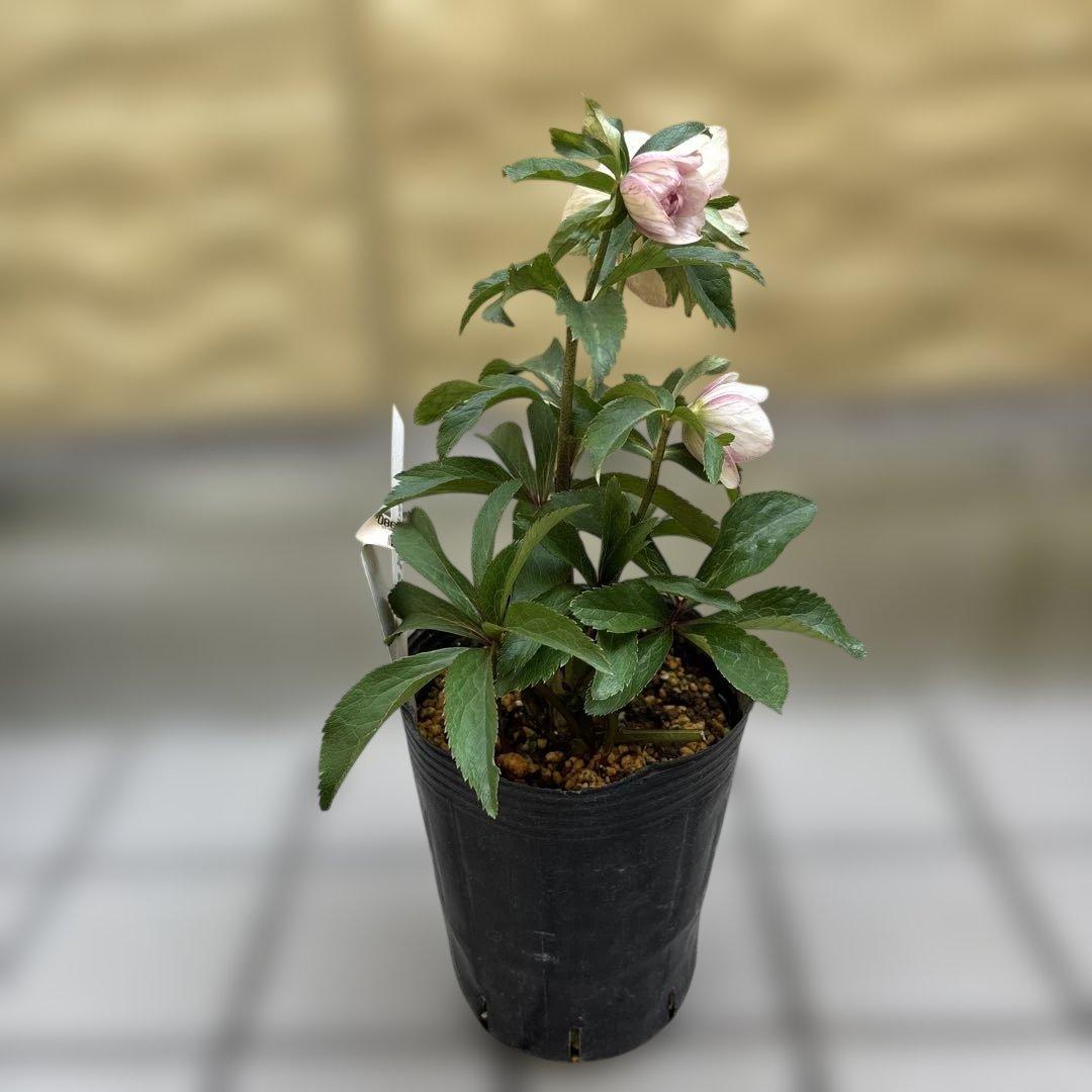 蜃気楼交配 dd 大木ナーサリー クリスマスローズ タグ付き 現品 開花株