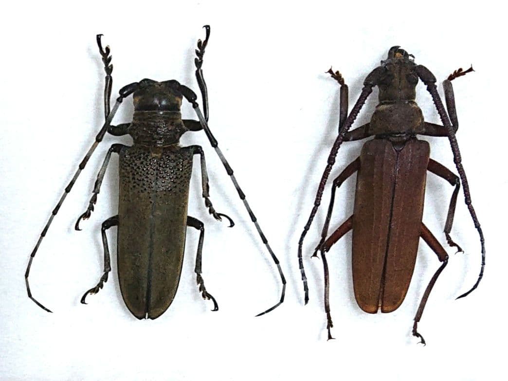 昆虫標本 クワカミキリ ウスバカミキリ - メルカリ