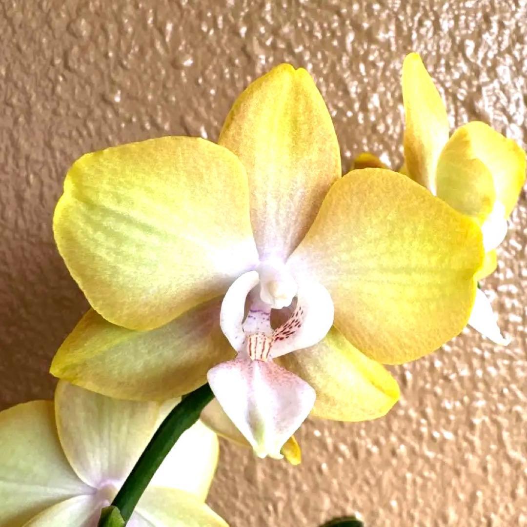 洋ラン 胡蝶蘭 交配種 コチョウラン Phal.Mellen メレン - メルカリ