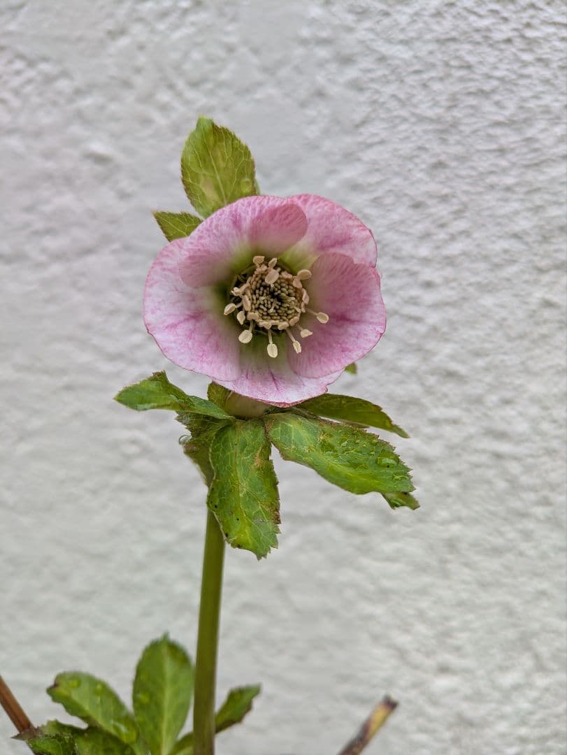 クリスマスローズ シングル ピンク系 株分け苗〈大和園〉 - メルカリ