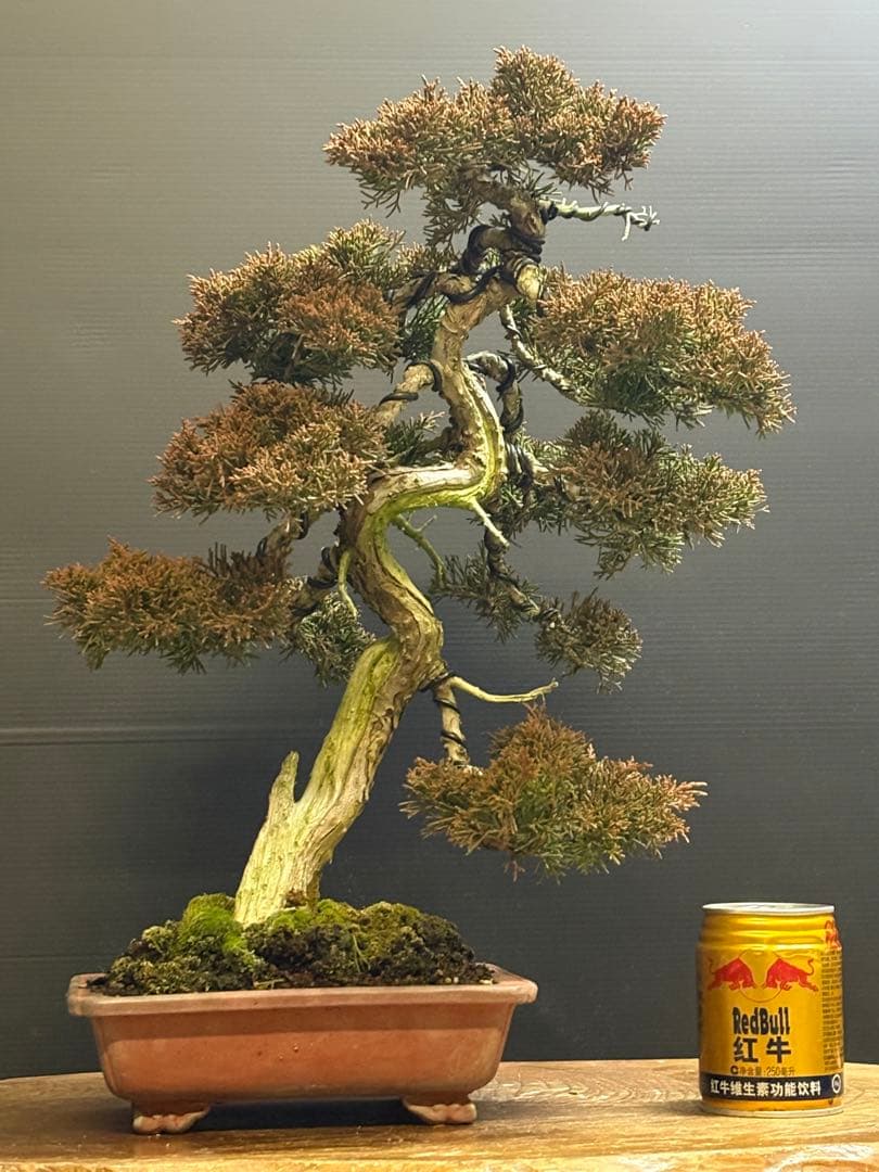 マ*郎様 [サービス❗️オークション❗️盆栽]真柏 c*m様 [サービスオークション盆栽]真柏 マ*郎様 [厳選❗️サービス