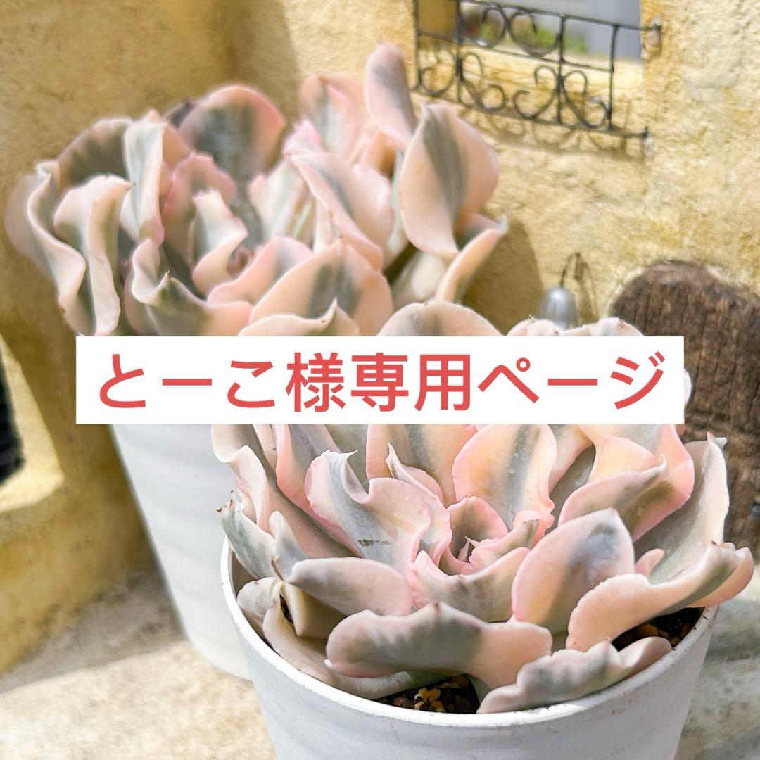 Top【選抜株】多肉植物 23567カーニバル 10個 鉢無し/脱土 Top【選抜株