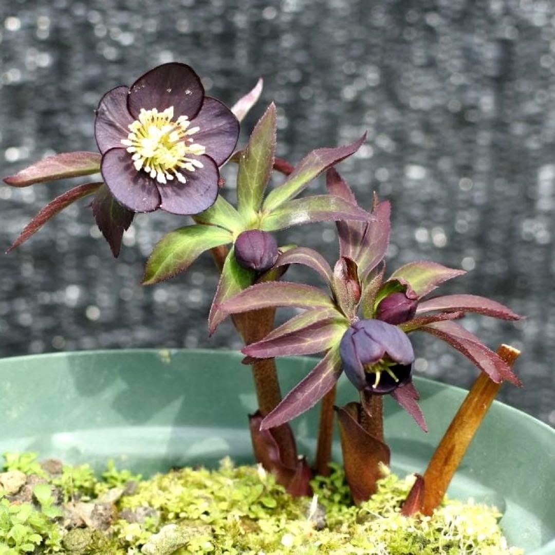 ラ*ク様 3577☘️蕾花付☘️極上☘️⭐️原生地採取⭐️croaticus⭐️