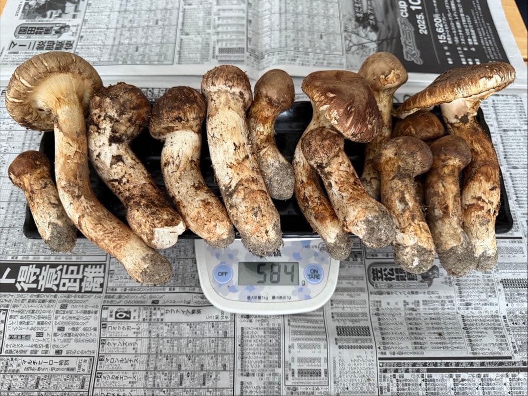 松茸　北海道　500g 国産 楽天市場】【国産 天然】松茸 500g 採れたてを産直☆ミシュラン3