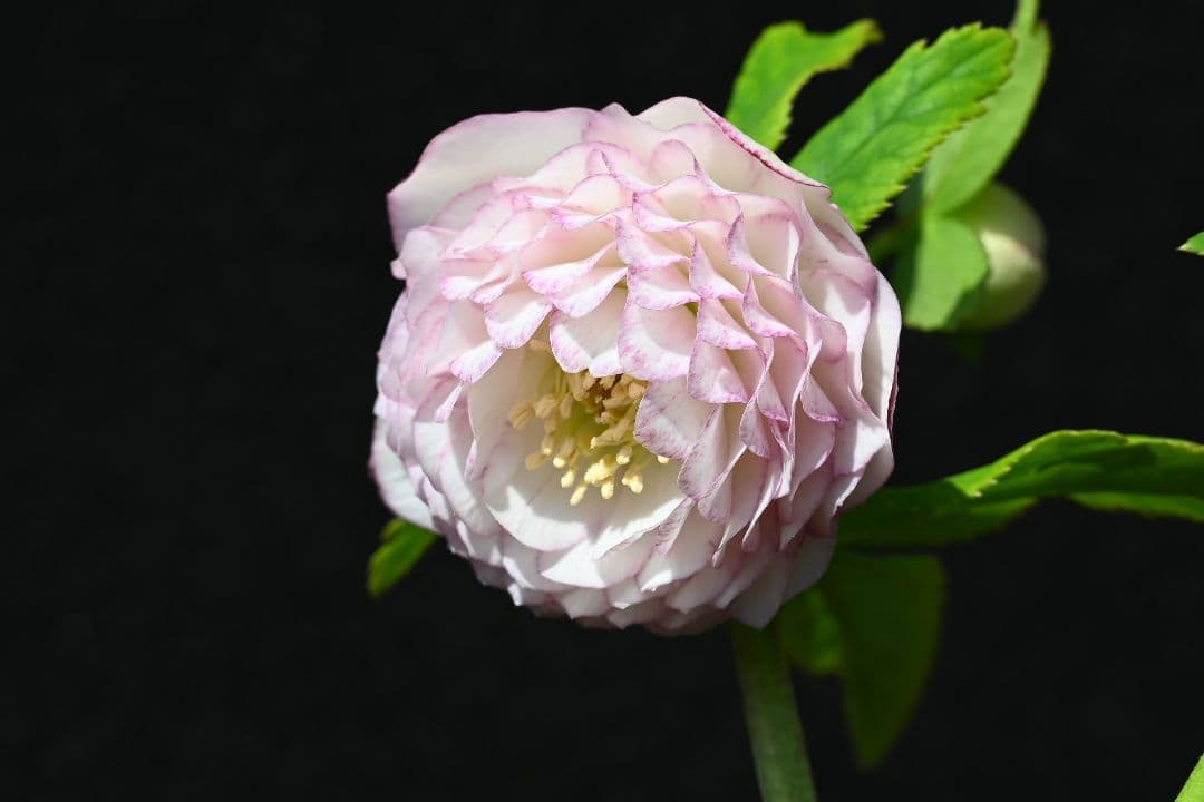 クリスマスローズ 上物！認定ホワイトアフロディーテ 加藤農園 - メルカリ