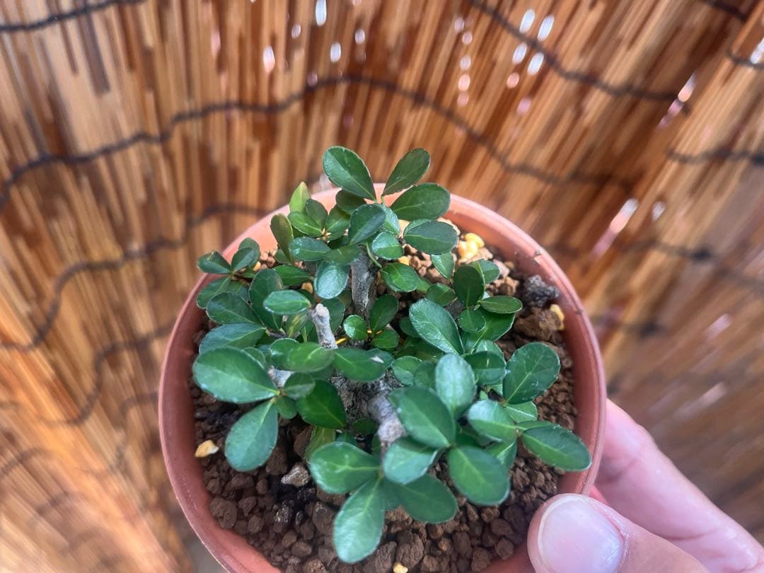 ✨✨✨オキナワオオハマボウ【◎良品素材】検/ユウナハート葉♪happy