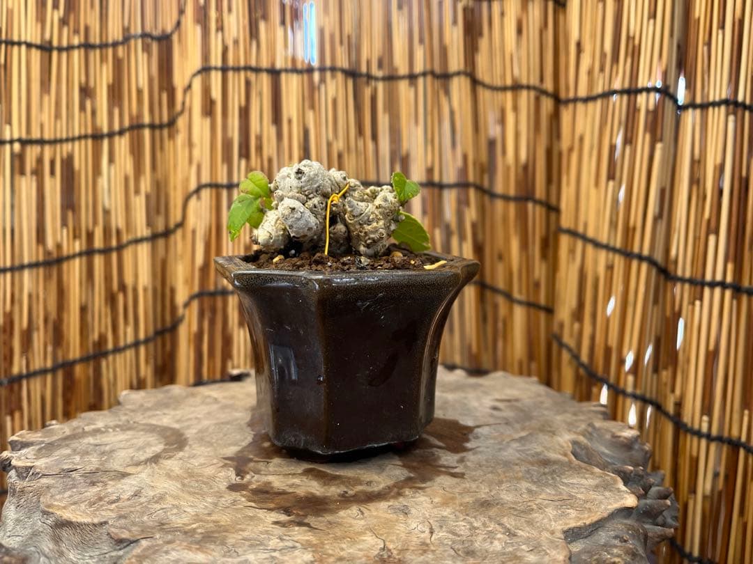 ✨✨✨オキナワオオハマボウ【◎良品素材】検/ユウナハート葉♪happy