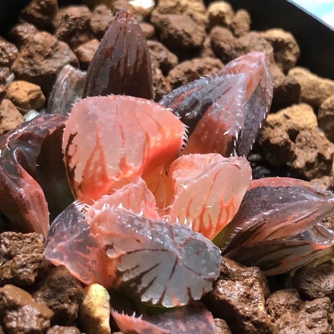 G*房様 多肉植物 ハオルチア 赤鳥オブツーサ錦 糊斑 鮮明錦 - メルカリ
