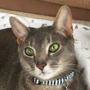 墨研】玄林堂◇「気叶金蘭・金殿餘香」他全12挺組 絶版◇文房四宝 書