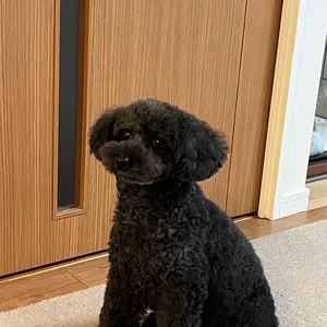 仮面らいだ〜V3様専用出品】鬼滅の刃 立志編全11巻、無限列車編セット