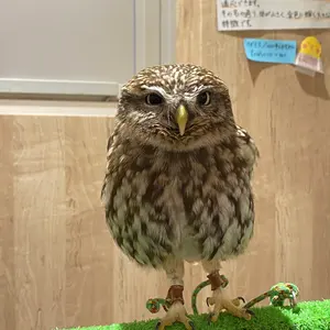 魔法少女ザ・デュエル アナーキー・ストッキング アナーキー・パンティ