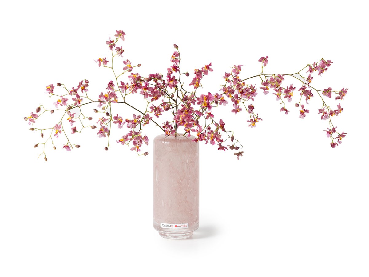 Henry Dean V.Fumiko high XXS / ヘンリーディーン V.フミコ ハイ XXS