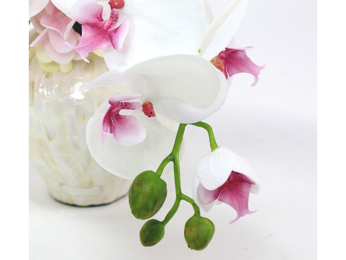 EMILIO ROBBA PHALAENOPSIS / エミリオロバ ファレノプシス 2L リップ